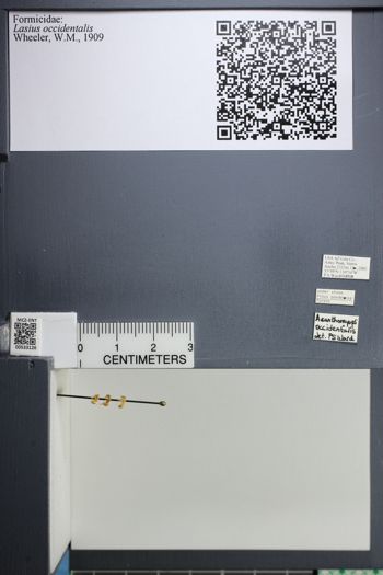 Media type: image;   Entomology 533126